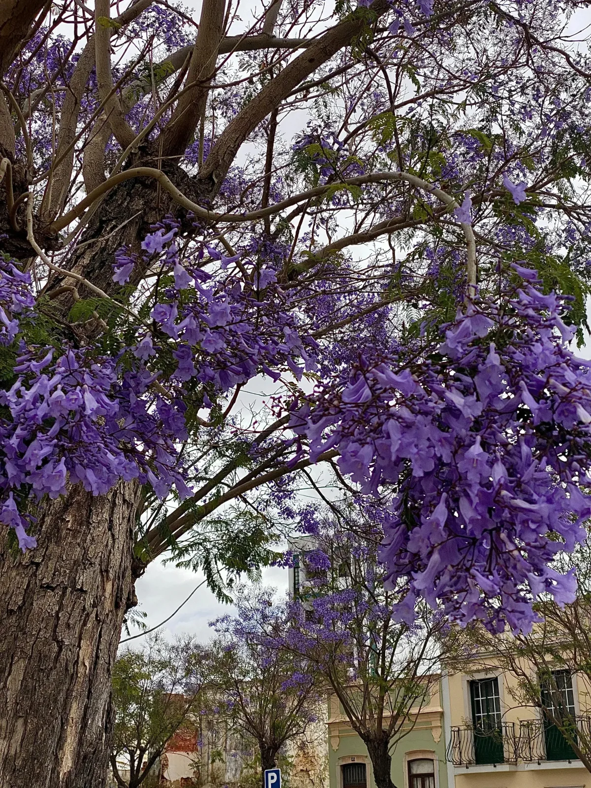 jacarandá