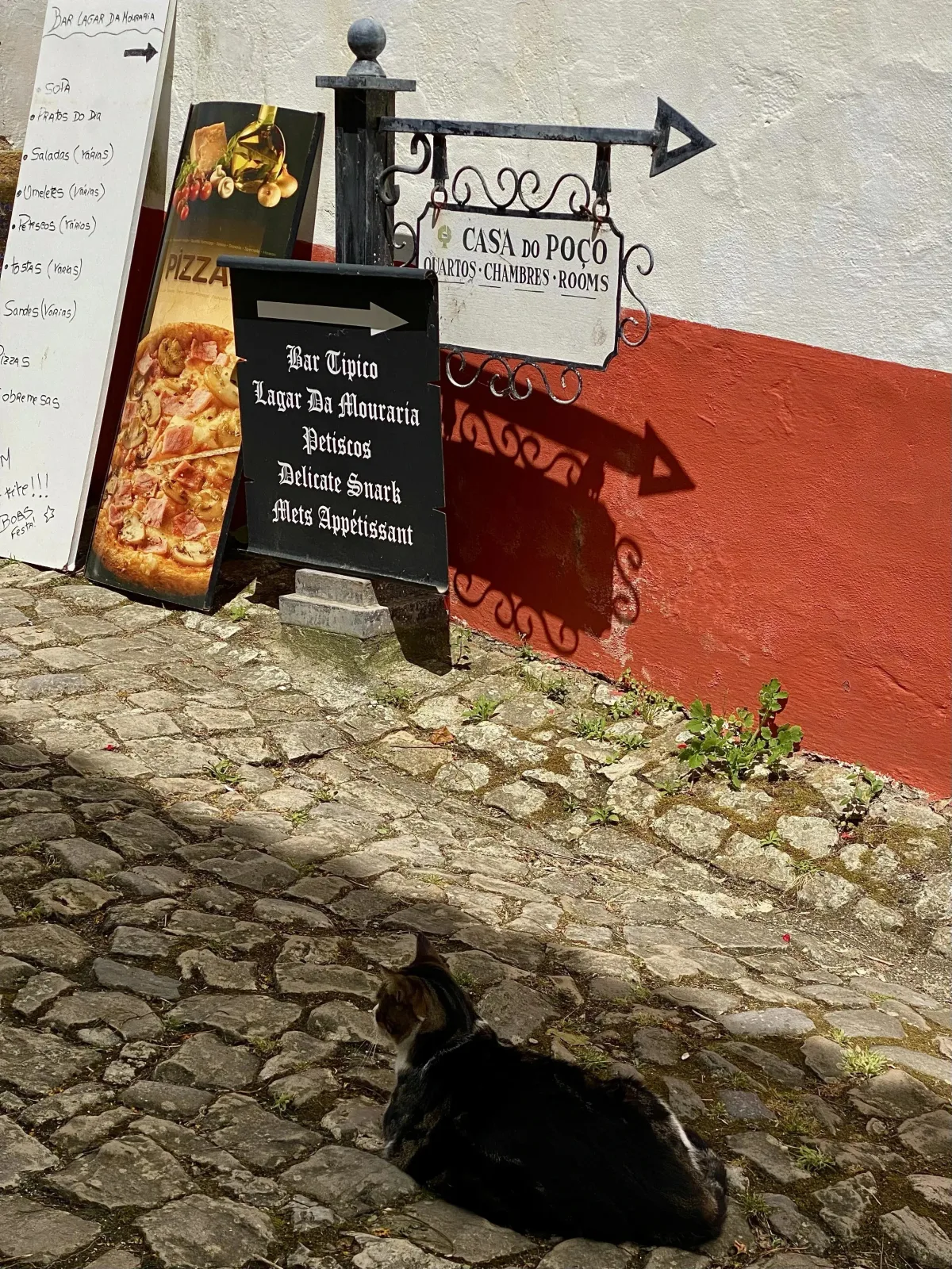 cat